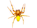 Araniella opisthographa